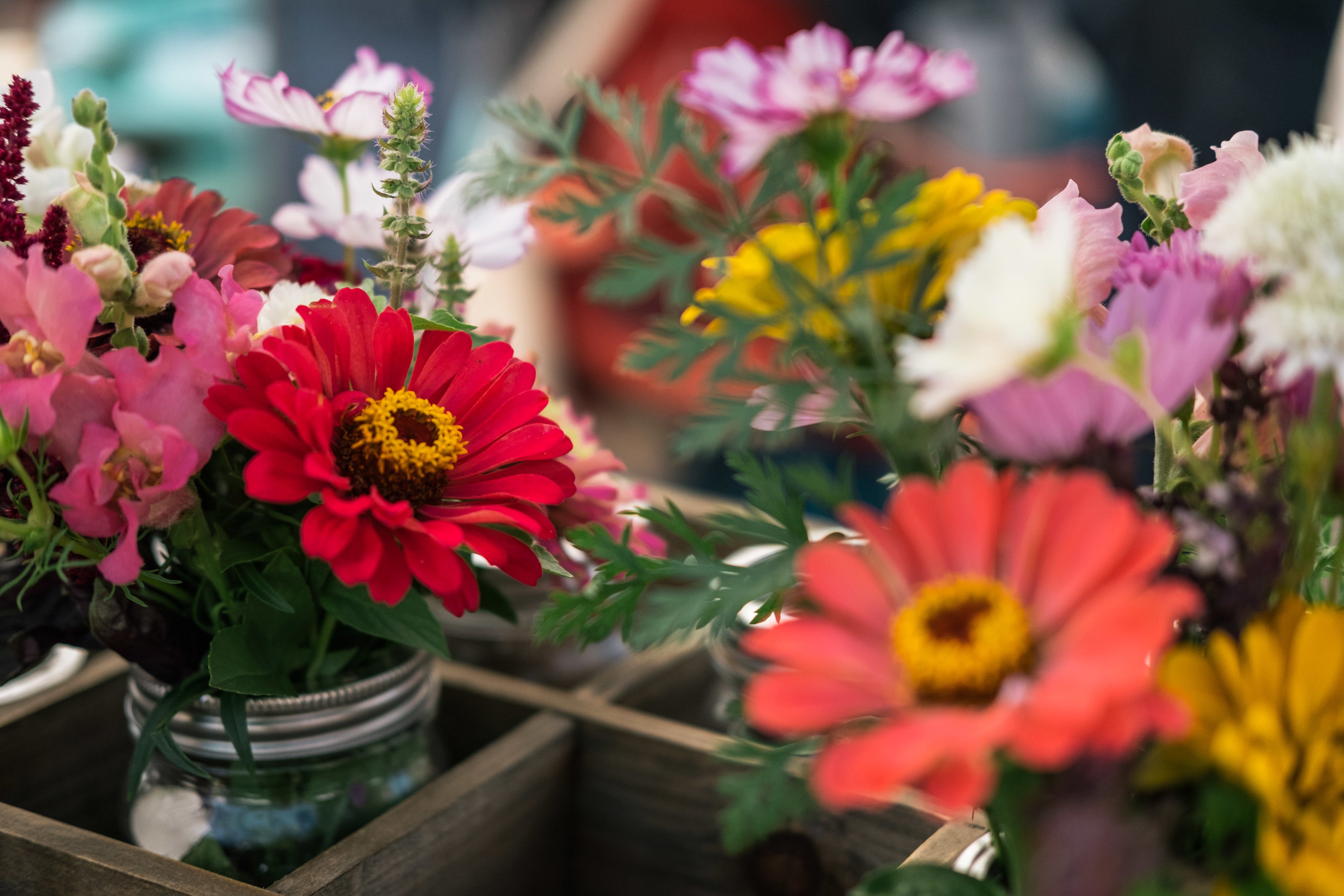 Fresh Cut Flowers