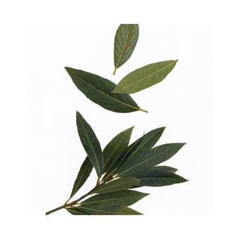 BAY LEAVES 20G PKT