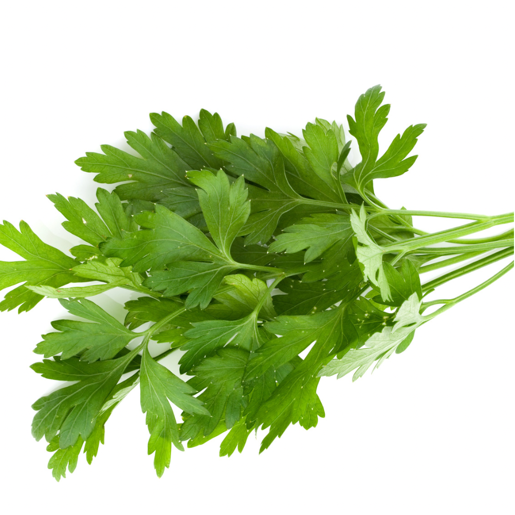 CONTINENTAL PARSLEY BUNCH