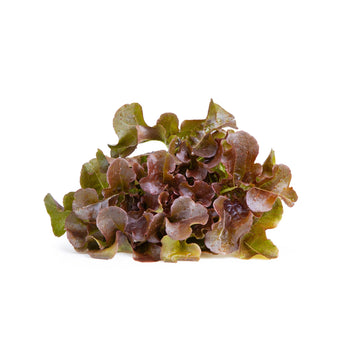 LETTUCE RED OAK